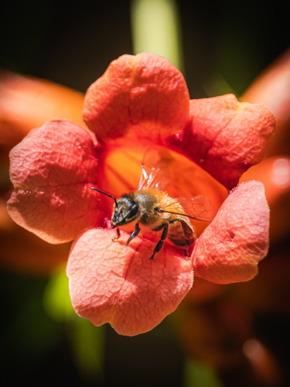 This is a close-up photograph of a fuzzy, black and yellow bee with translucent wings. They are perched on the centre of a vibrant, red-orange flower with textured petals. (A Trumpet Vine!) The background is blurred. The bee's antennae and legs are visible and it kind of looks like this is the bee's house 🥺