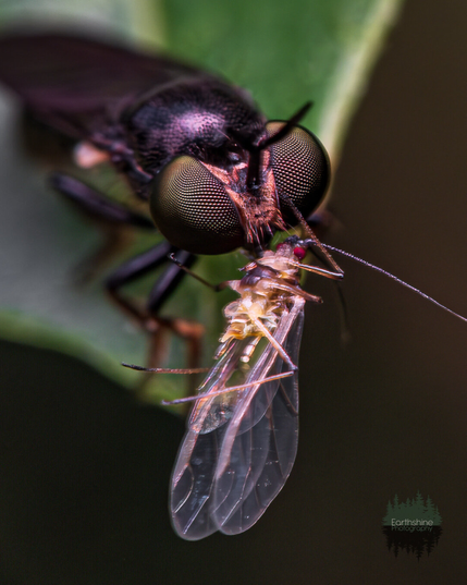 A macro photo of a robber fly, specifically the yellow faced micro panther eating another flying bug. There are speckled eyes are super in focus and show off the typical multi-faceted style of
Fly eyes