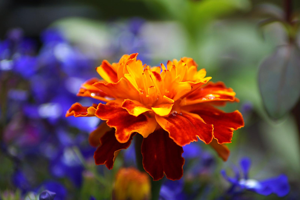 A single orange and yellow Marigold flower with a couple of drops of rain on the petals.
Background is blurred green leaves and blurred blue Alyssum flowers