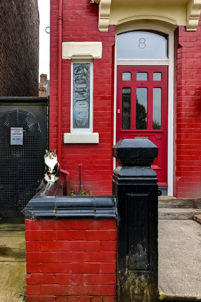 A vibrant red-painted brick Victorian townhouse with a matching red front door. The window above the door displays the number 8. To the left, a long-haired calico and tabby cat sits regally on the boundary wall looking directly at the camera.
