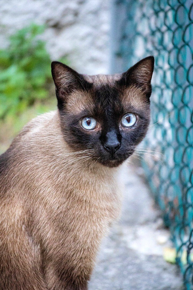 This is a photo of a Siamese cat with striking blue eyes. They have dark brown fur around their face and cream-coloured fur on most of their body. They are looking right at us (staring into our souls 😂) Background includes a green chain-link fence on the right and a blurred stone wall with greenery on the left. They are sitting on the concrete driveway, slightly angled to the left.