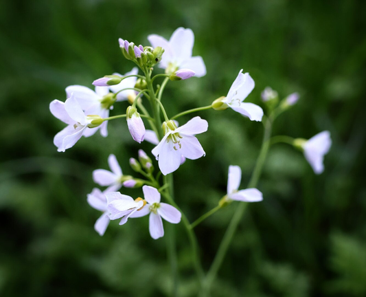 Detailed close-up of a cluster of delicate pale lavender cuckoo flowers (Cardamine pratensis), some featuring subtle white veining, in various stages of bloom from tight buds to fully open blossoms, growing on slender wiry green stems that branch outwards, set against a softly blurred green foliage background in natural daylight with a shallow depth of field effect that sharply focuses on the flowers while softly blurring the background.