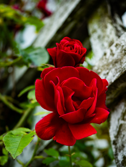 A close-up of a large, fully opened red rose with velvety petals. A smaller bud blooms just above and behind it. In the background, a weathered wooden trellis stands with lush green foliage around it.