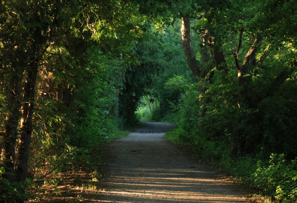 This is a landscape photo taken on an accessible path that passes through an urban wooded area. The foreground captures the late evening sun that is cutting through the trees on the left creating perpendicular shadows on the trail's surface. The trees ahead arch over the trail creating a "tunnel effect" looking into the distance.  The centre of the frame is a vibrant green colour from the trees and bushes that lie ahead.