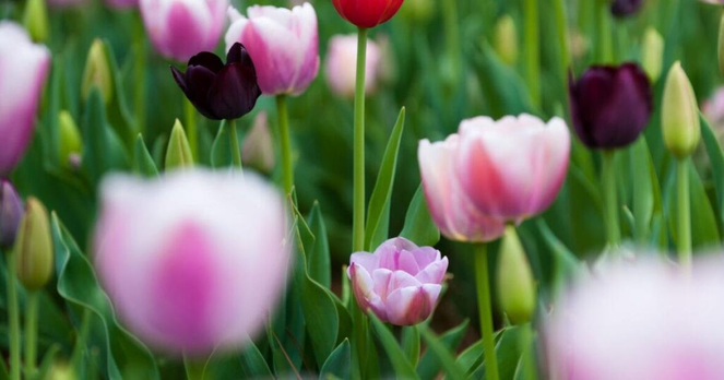Tips on how to combine your gardening with photography | Lifestyles