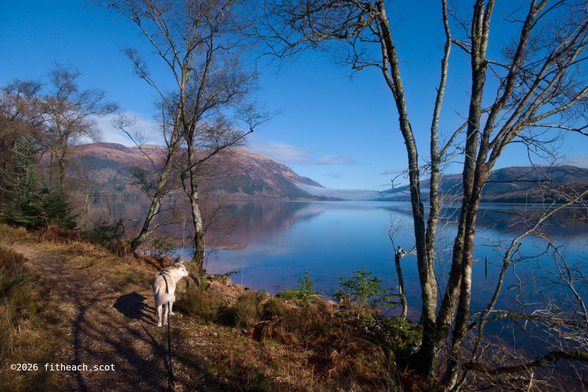 A bright blue sky over the loch. In the distance, on the far shore, are mountains with mist that the sun hasn't yet burnt away. In the foreground are several still leafless trees (except for the conifers). This photo has more foreground as it was taken from a higher vantage point. Standing on the bank is Gruoch, the white Akbash dog.