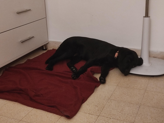 A black Labrador dog sleeping on a red blanket with its head on the bottom of a standing fan