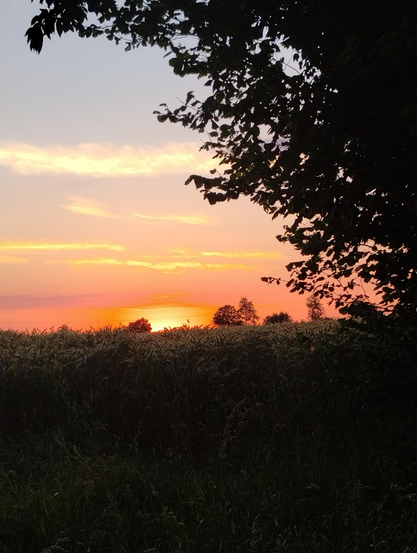 the burning orb of the sun setting behind a  sea of wheat. the silhouette of a tree stains the top-right corner of the frame like an inkblot.