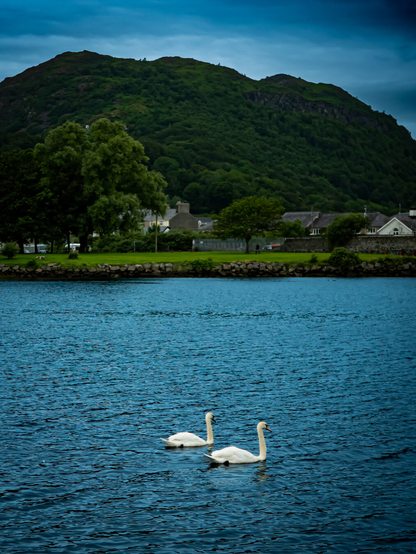 Two white swans glide across dark blue water. Behind them, a stone wall leads from the lake to a vibrant green common and a row of village houses. A lush dark green forested hill rises in the background toward an overcast sky.