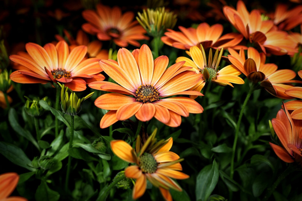 A close-up of vivid daisy-like flowers in warm orange and golden yellow hues, their dark centres contrasting with the bright petals. Some blooms are fully open, revealing subtle striped patterns, while others remain as tight buds. Surrounding green foliage provides a lush backdrop, and the dark background enhances the vibrant colours.