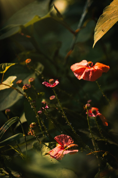 A photo of a small cluster of vibrant red poppies with crinkled petals. The flowers are surrounded by dark green. Some afternoon sunlight filters through them casting soft shadows. The background is a blur of more greenery.