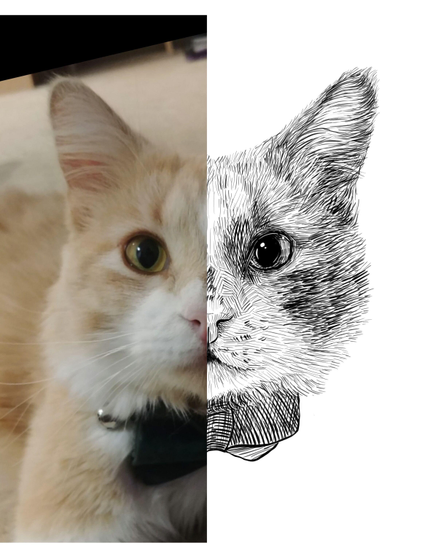 Black and white drawing of a cat named Bear, with the left half of the image being the reference.