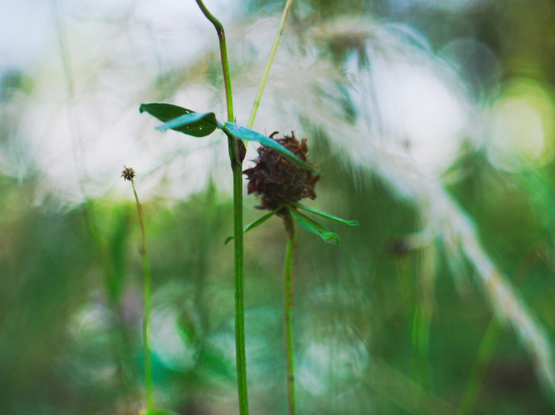 closeup of wilted clover