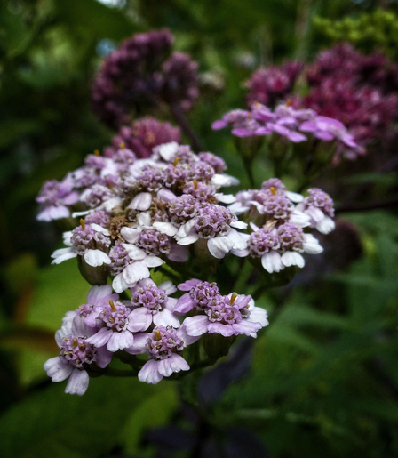 A close up shot of Pink Rose Yarrow (Achillea roseoalba Ehrend) showing the delicate details of the cluster of tiny flowers. The background shows more flowers and green foliage. 