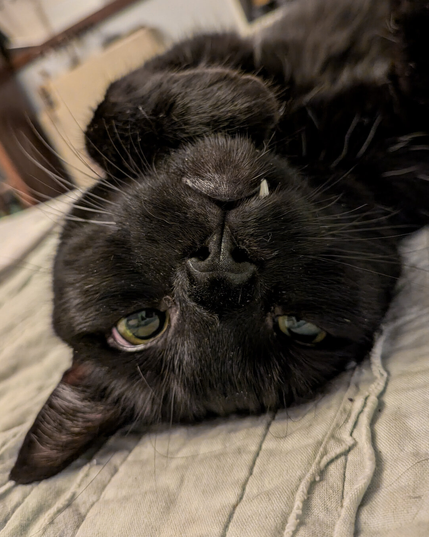 A close-up view of a very relaxed black cat lying upside down on a light-colored blanket. The cat has big yellow eyes, long whiskers, and a single white fang peeking out over his lip.