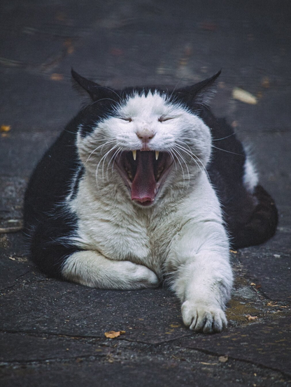 A photograph of a chubby black-and-white cat. They have their closed eyes and mouth wide open (they are yawning) showing their sharp teeth. They are lying on grey concrete surface with scattered leaves. Their front left paw is stretched out in front on them and their ears are slightly pointed. The background is blurred.