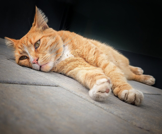 A ginger tabby cat with faint striped fur lies relaxed on its side atop light grey stone tiles. Its pointed ears are slightly back, front and back paws stretched out with visible pink pads, and its tail curls gently. The cat's greenish-yellow eyes are partially open with a content gaze, white whiskers fan prominently from its face, and its nose and mouth show a peaceful expression. Soft natural light highlights the warm orange, cream, and white tones of its plush fur against the dark, out-of-focus background.