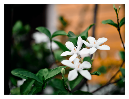Three delicate, star-shaped white flowers in sharp focus, surrounded by dark green leaves and a small, unopened bud. - Google Gemini 3.1 Pro Preview
