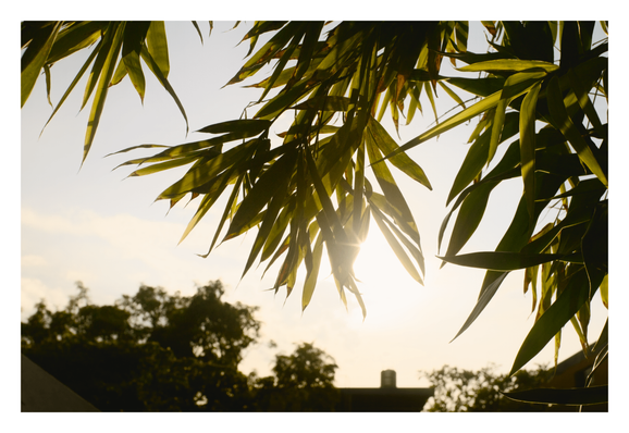 Sunlight filters through hanging bamboo leaves in the foreground, with a blurred silhouette of trees and a building against a bright sky in the background. - Google Gemini 3.1 Pro Preview