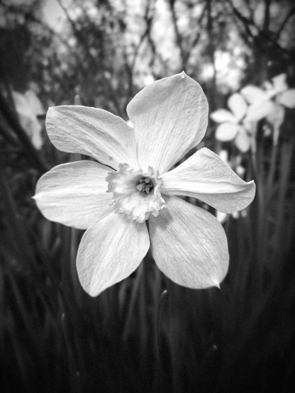 A macro black and white image of a daffodil bloom. Other flowers and greenery can be seen in the background. 