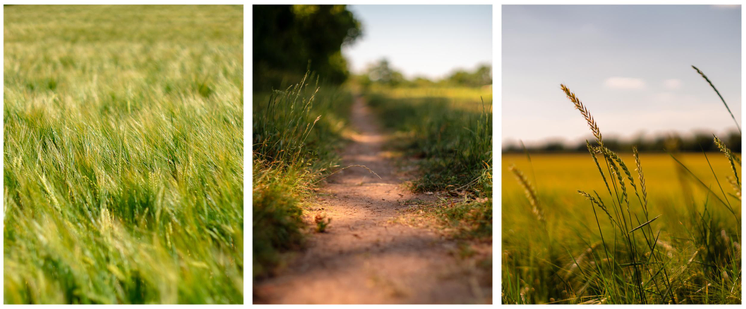 Drei aneinandergefügte Fotos. Links: unreife/grüne Gerste. Mitte: ein ausgetretener Pfad der neben Bäumen entlang führt. Rechts: Lange Halme einer Grasart, dahinter ein Feld mit Getreide.