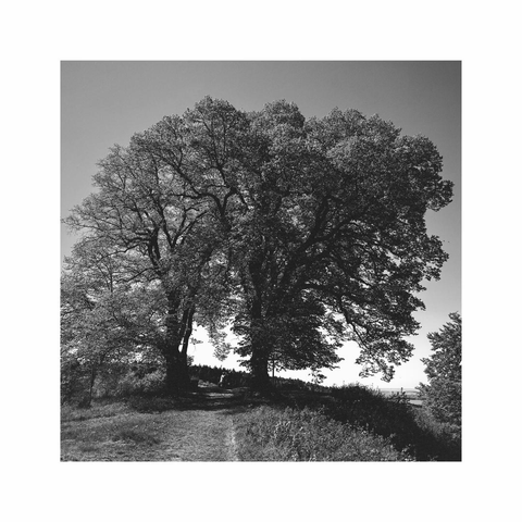 a square black and white image showing two majestic trees next to each other. they are standing exposed and singularly on a little grassy hill surrounded by bushes and smaller trees