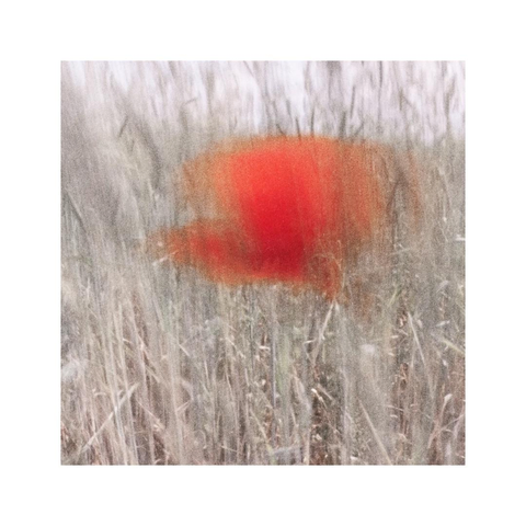 a square image showing a single red poppy surrounded by little stems from a corn field. it was a windy day, so both the corn as well as the red poppy were dancing heavily in front of of my lens. the resulting motion blur gives the whole image a painterly feel