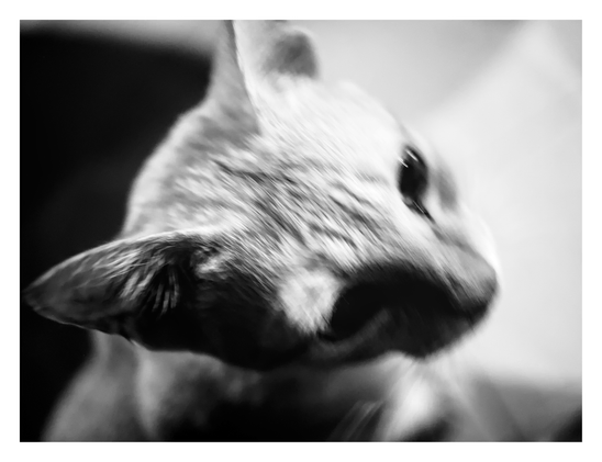 A blurry cat.