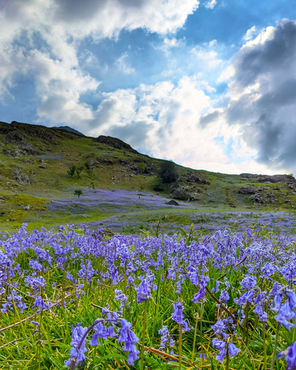 A vibrant green hill slope in Wales covered in a vast field of purple-blue bluebell flowers. In the foreground, the wildflowers are in focus, while the field stretches up the hillside toward a bright blue sky filled with dramatic clouds.