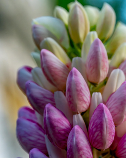 Up close image of small petaled flower that are mostly light purple/pink