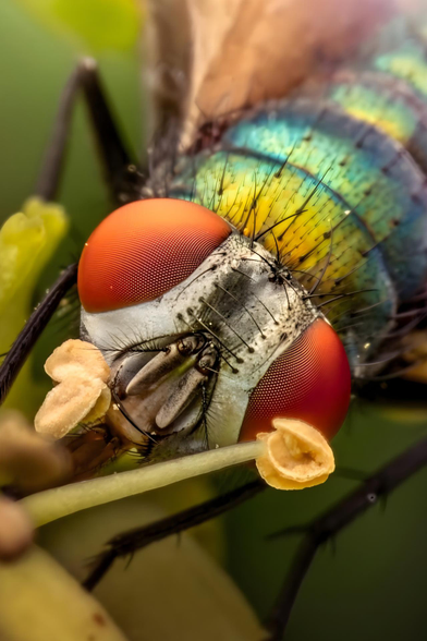 Macro Green Bottle Fly - Single Shot