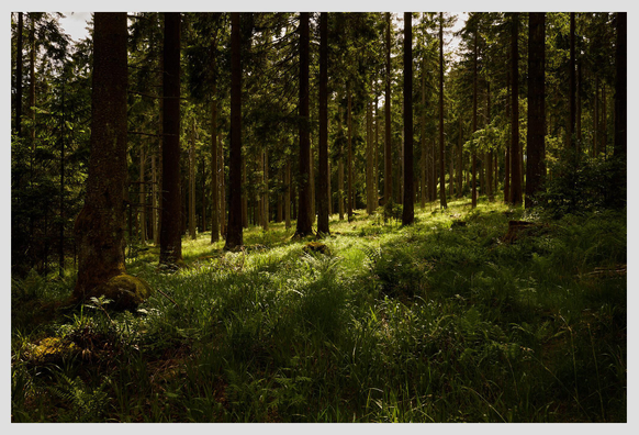 Wide horizontal landscape image taken on a hill in a lush green forest. The ground rises from the left to the right, and is overgrown by tall grass. The foreground is in the shade, while warm sunlight illuminates the background.