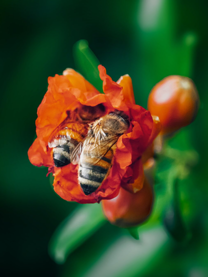 The a close-up  photo of two honeybees nestled inside a vibrant orange-red pomegranate flower blossom. One of the bees is prominently visible in the foreground with their striped abdomen and translucent wings facing upward, while the second bee is tucked slightly beneath them. Beside the blooming flower there is a couple of rounded orange buds which are visible against the heavily blurred green background.