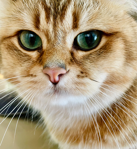Close-up of a cat's face showing green eyes, a pink nose, and detailed light brown and white fur.