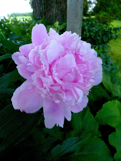 A large pink peony flower is seen close up set against a green background of other plants, A tree trunk and a wooden pole can also be seen in the background.
