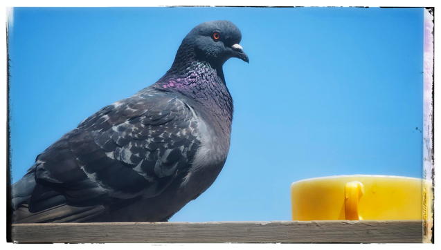 A close-up portrait of a gray pigeon with iridescent purple and blue feathers around their neck. The pigeon is standing on a the edge of a ledge 4 feet from the camera, watching me watch it about to take a drink... or perhaps a bath... In a yellow water bowl we set out for the flock.