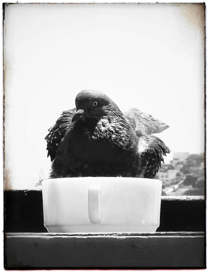 A pigeon sits in a small bowl of water set out on a roof edge just outside our kitchen door. They do that a lot, which is why the bowl gets filled three times a day and washed frequently. 

Monochrome.