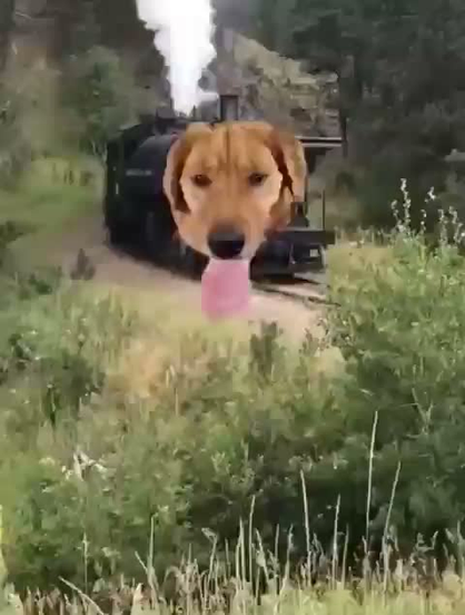 un chien locomotive ahane dans la touffeur ambiante