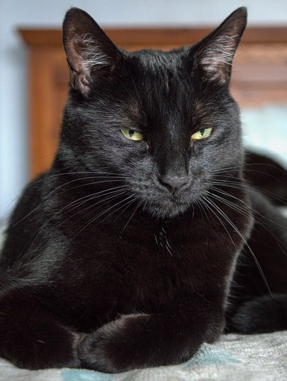 Close up of a handsome black cat with a glossy coat, yellow eyes, and long whiskers relaxes on a bed. The cat's front paws are adorably tucked under his chest. A blurred wooden headboard is visible in the background.