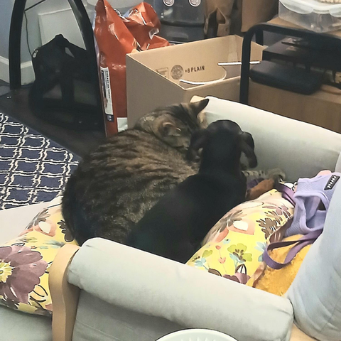 On a tan rocking chair with a yellow, flowered cushion, Pippin, a rather large tabby cat, and Gertie, a small black and tan dachshund, are curled up together. Pippin is in a crescent shape, with his head tucked and facing Gertie. Gertie is in loaf form her chin resting on Pippin's paws.
