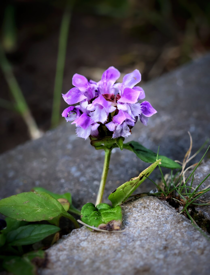 A close-up of a self-heal wildflower in focus, with vibrant purple petals forming a dense, slightly fuzzy cluster. The plant grows from a crack in a rough, grey concrete surface, with broad, heart-shaped green leaves at its base. The background is softly blurred, featuring patches of plants and soil.