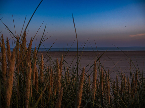 A peaceful coastal landscape at sunset. Golden lit stalks of marram beach grass stand tall in the foreground overlooking a wide empty beach and calm sea in the distance under a deep blue and orange sky.
