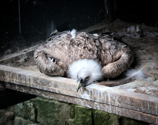 A European griffon vulture lies on its belly on a weathered ledge, its white, fluffy head resting on the edge. Its brown body displays darker feather patterns, with a dropped feather beside it. The bird looks exhausted, possibly due to the heat, as it rests in this prone position. Behind it, a dark, shadowy stone wall forms the backdrop of what appears to be a zoo or wildlife enclosure.