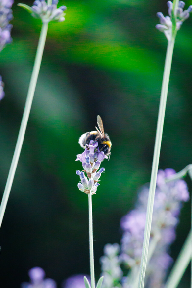 This is a photograph of a bumblebee having a snack on a lavender flower. The bumblebee has a black and yellow fuzzy body and js positioned centrally on a single lavender spike. Their wings are slightly open. The lavender florets are a soft shade of purple. The stem of the lavender is slender and light green.