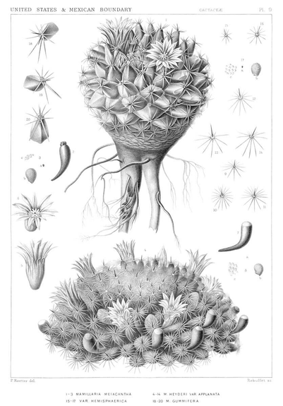 Steel-engraved botanical plate illustrating three cataloged subspecies of Mammillaria heyderi: gummifera, hemisphaerica, and meiacantha. Contemporary taxonomy now classifies hemisphaerica and the variant applanata as synonyms. The species belongs to the family Cactaceae and is indigenous to Mexico and the United States.