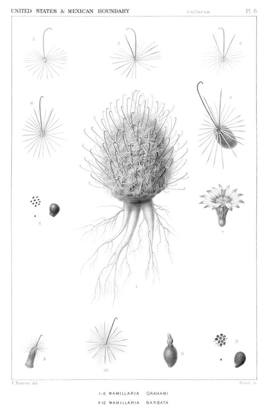 Botanical steel engraving detailing various morphological features of Mammillaria grahamii and M. barbata, two closely related plants in the family Cactaceae, native to Mexico and the United States.