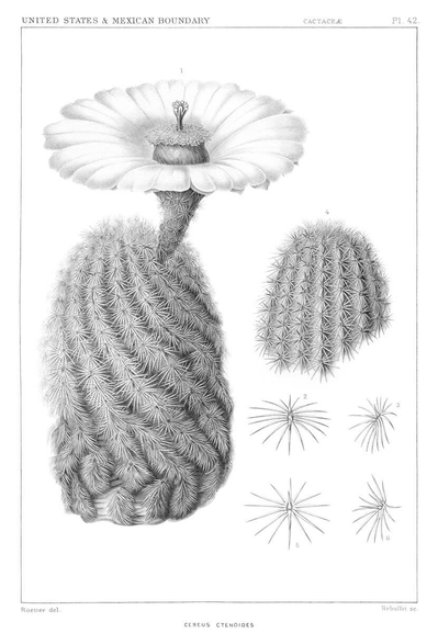 Botanical steel engraving depicting Echinocereus dasyacanthus, commonly called the hairy hedgehog cactus, a species native to arid regions of Mexico and the United States. The plant’s cylindrical stems are densely covered in bristly spines, which give rise to its vernacular name. The plate’s caption retains a historical taxonomic designation that has since been superseded.