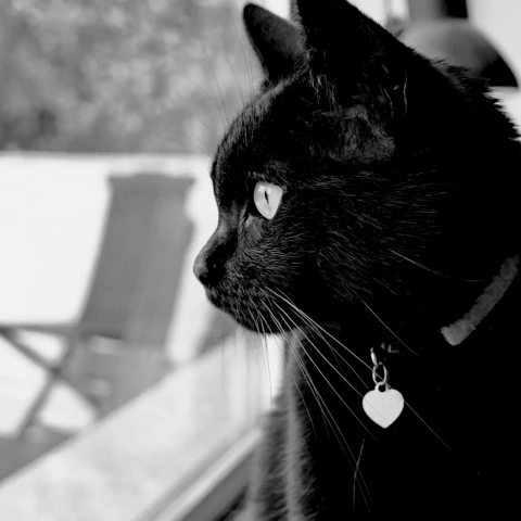 Portrait unserer pechschwarzen Katze Severina. Sie sitzt am Fenster, hat den Kopf nach links gedreht und schaut aufmerksam hinaus. 

