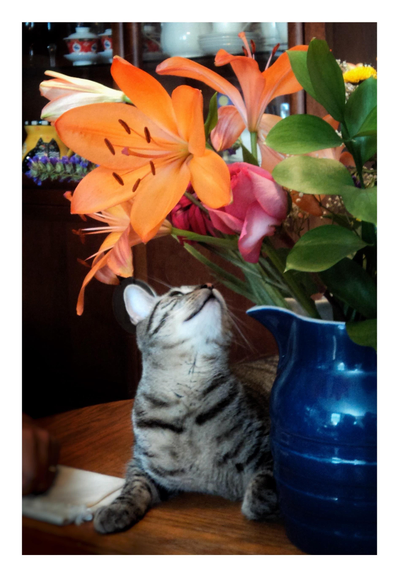 Max, our gray striped tabby, sits on a wooden dining table and lifts his head to investigate the bouquet of flowers in a blue pitcher. There are a variety of blossoms including orange lilies with large petals and prominent dark stamens. (TOXIC TO CATS. We were stupid, and extremely lucky.) In the background is a china cabinet with some cups, plates, and pitchers behind glass.