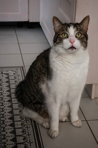 A grey and white domestic shorthair cat sitting upright on a tiled floor in a kitchen. The cat has a white face, chest, and paws with grey tabby markings on its back and head, with a distinctive white blaze on its forehead. Its bright green eyes are wide open, and it appears to be meowing with its mouth slightly open, revealing a pink nose and white whiskers. The cat’s short, smooth fur has a healthy sheen, and its pointed ears are alert. It looks directly at the camera with an alert, slightly surprised expression. Behind it, the floor features dark patterned tiles with intricate geometric designs, and white cabinets are visible in the background.